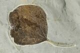 Wide Plate with Five Fossil Leaves - Montana #201339-3